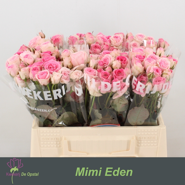 <h4>R tr Mimi Eden</h4>