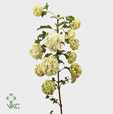 <h4>Viburnum roseum</h4>