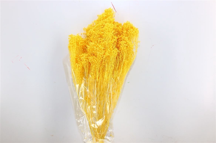Dried Brooms L Yellow Bunch