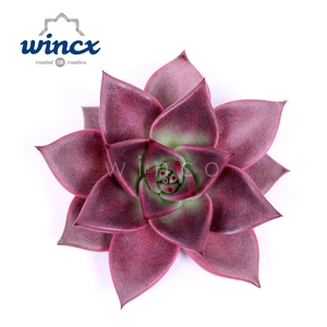 Echeveria Taurus Cutflower Wincx-8cm