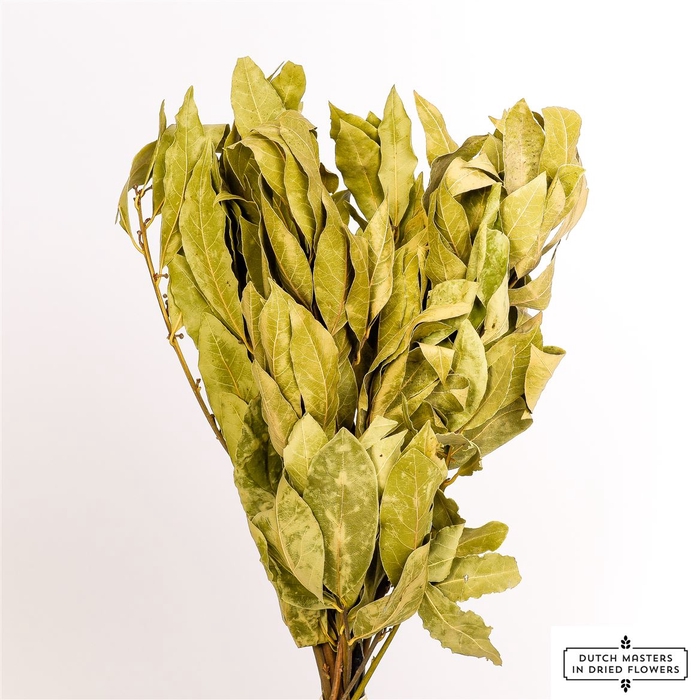 <h4>Dried Laurier Natural Bunch</h4>