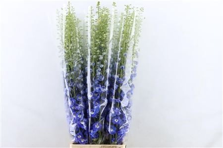 <h4>Delphinium Elatum Aurora Blu</h4>