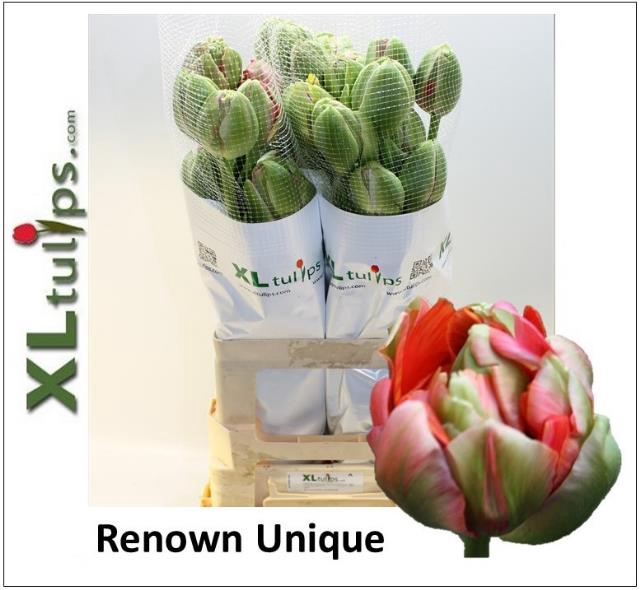 <h4>Tulipa fre do renown unique</h4>