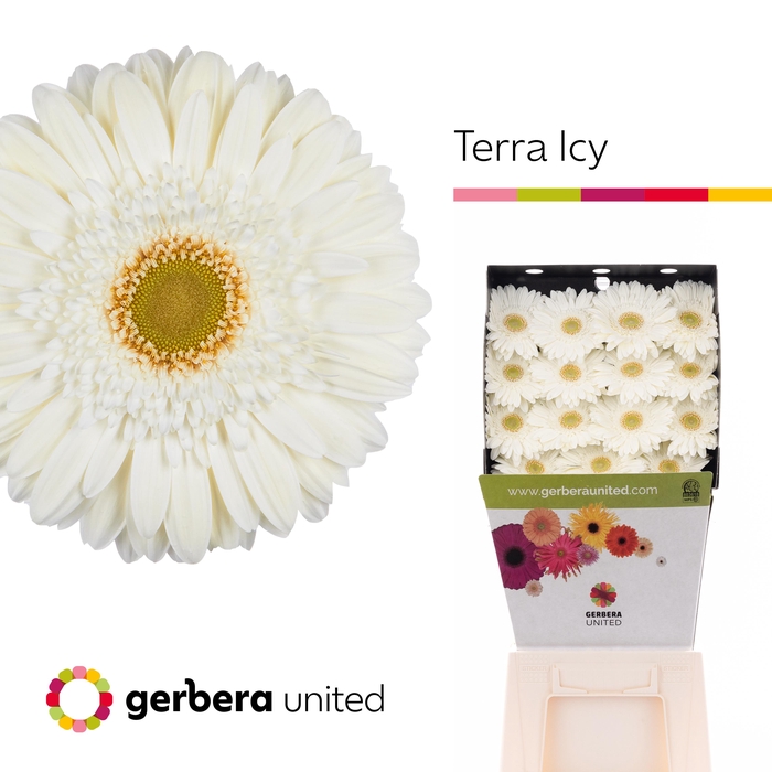<h4>Gerbera Terra Icy Diamond</h4>