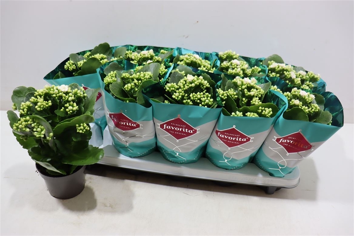 <h4>Kalanchoe Double Deluxe White</h4>