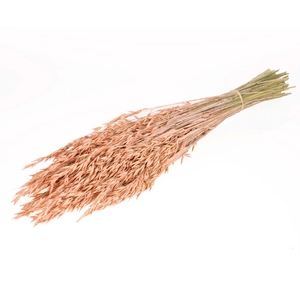 DRIED FLOWERS - HAVER (AVENA) CORAL MISTY