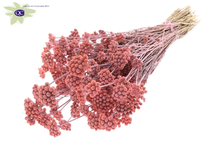<h4>Lona per bunch frosted pink</h4>
