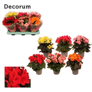 Begonia 13cm mix in tray(5 kleuren) Decorum
