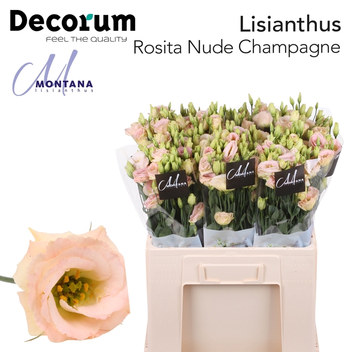 <h4>Lisianthus Rosita nude champagne 60cm</h4>