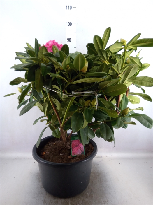 <h4>Rhododendron   ...</h4>