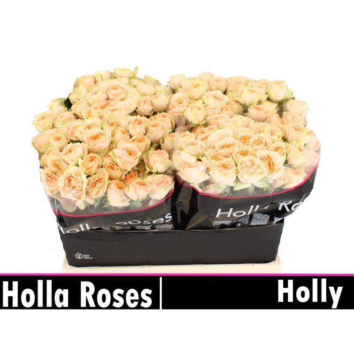 <h4>Holly</h4>