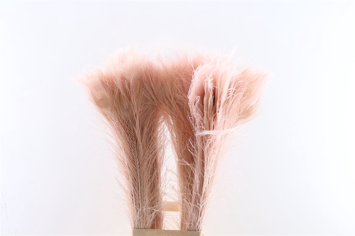 <h4>Feather Peacock L90-100 Roze</h4>