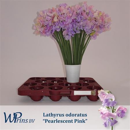 <h4>Lathyrus Pearlesc Pink</h4>