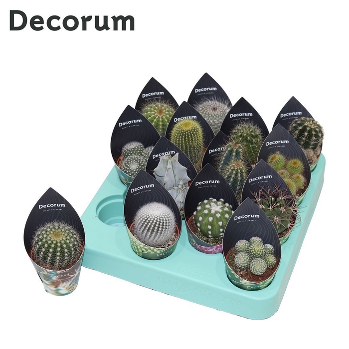 <h4>Cactus Mix (14spc.) (decorum) Decorum Potcover</h4>