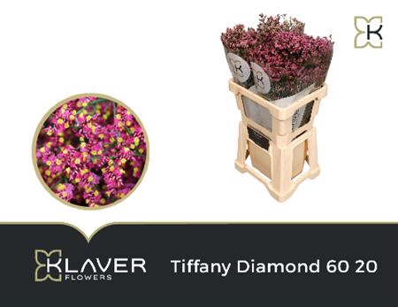 <h4>Lim Sin Tiffany Diamond 60cm</h4>