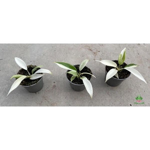 Philodendron Florida Ghost  6Ø 15cm
