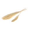 Reed plume 110cm 5pc bleached white
