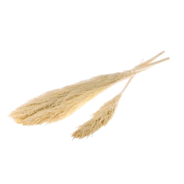 <h4>Reed plume 110cm 5pc bleached white</h4>