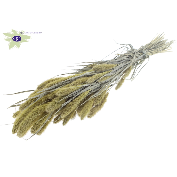 <h4>Setaria per bunch Frosted Light Yellow</h4>