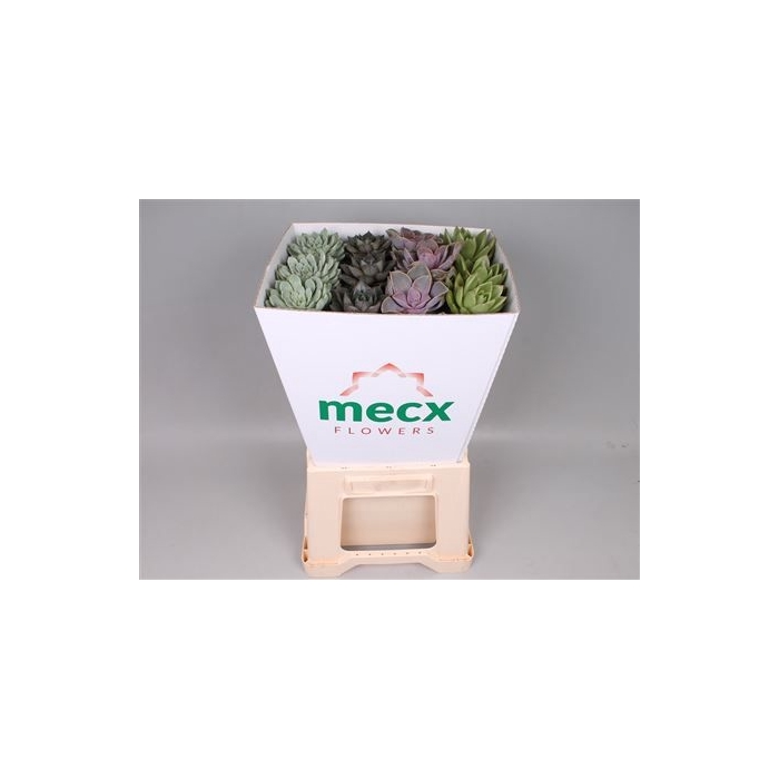 <h4>Echeveria Mix (mecx Flowers) Mecx-emmer 8cm</h4>