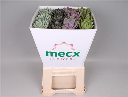 <h4>Echeveria Mix (mecx Flowers) Mecx-emmer 8cm</h4>