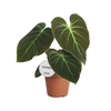 Philodendron El Choco Red P15
