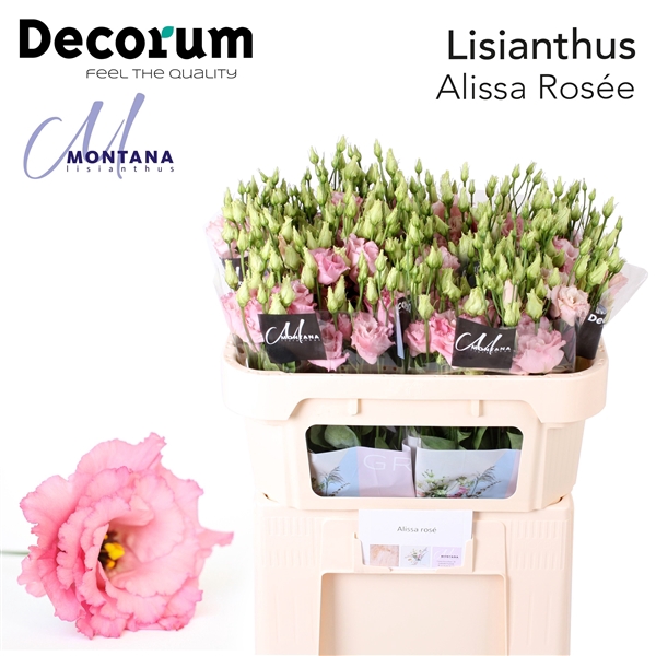 <h4>Lisianthus Alissa Rosee - Montana Lisianthus</h4>