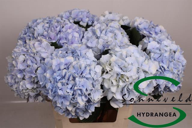 <h4>Hydrangea royal supreme</h4>