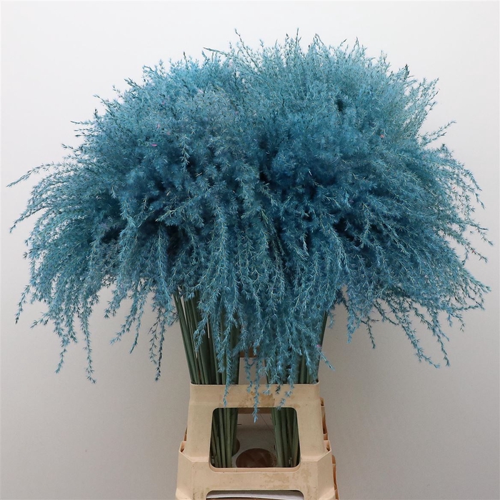 Dried Stipa Feather Light Blue