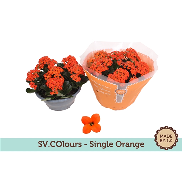 <h4>Kalanchoë Single Orange in SV.COloursleeve</h4>