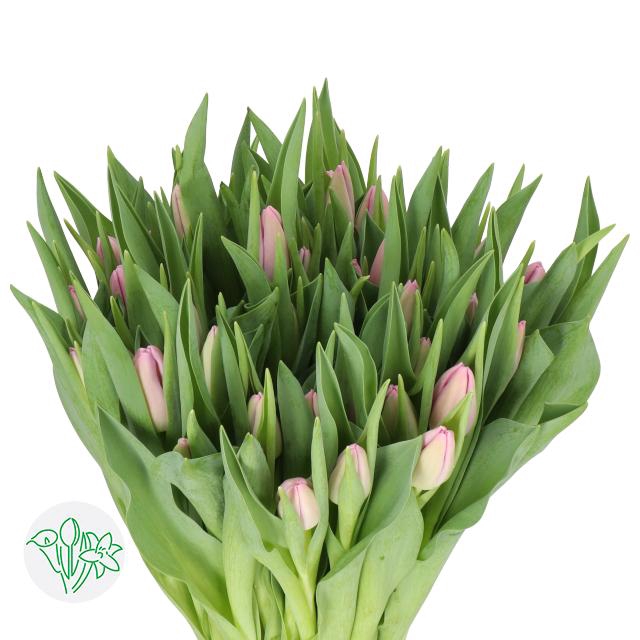 <h4>Tulipa si argos</h4>