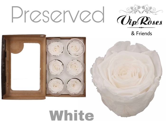 <h4>Preserved rosa white</h4>