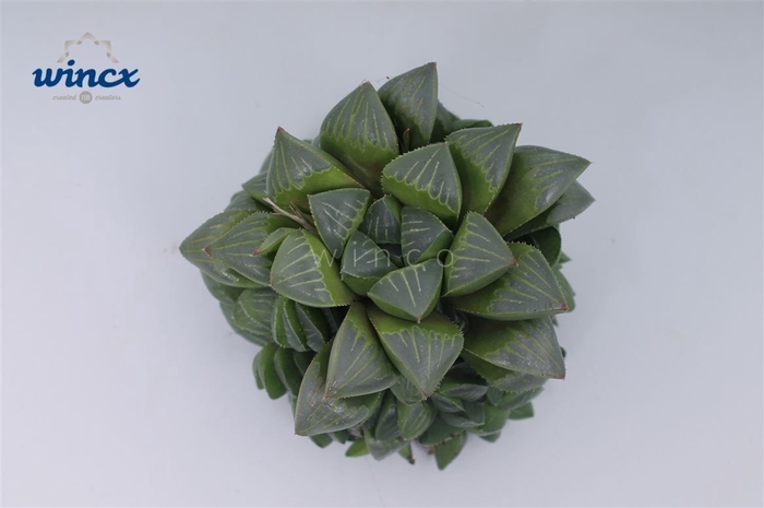 <h4>Haworthia retusa cutflower wincx-5cm</h4>