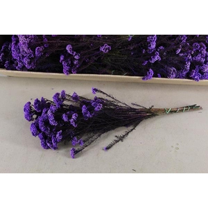 Pf Rice Flowers Purple 100g