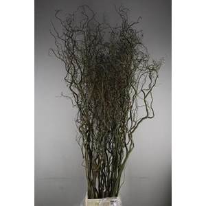 Salix Tortuosa 210-240 Cm