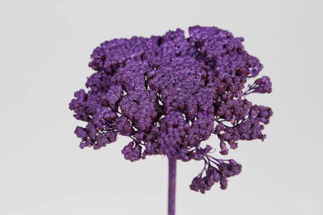 Achillea Frosted Purple