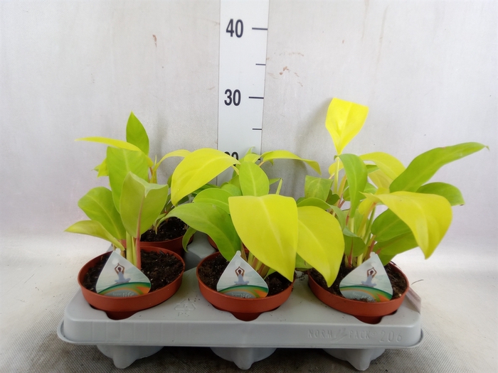 <h4>Philodendron  'Malay Gold'</h4>