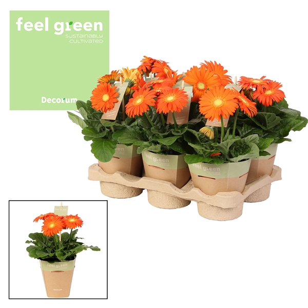 <h4>Gerbera oranje tinten 2+ bl. Feel Green, nature pc Decorum</h4>