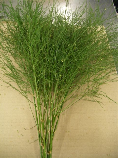 Greens - Asparagus Virgatus