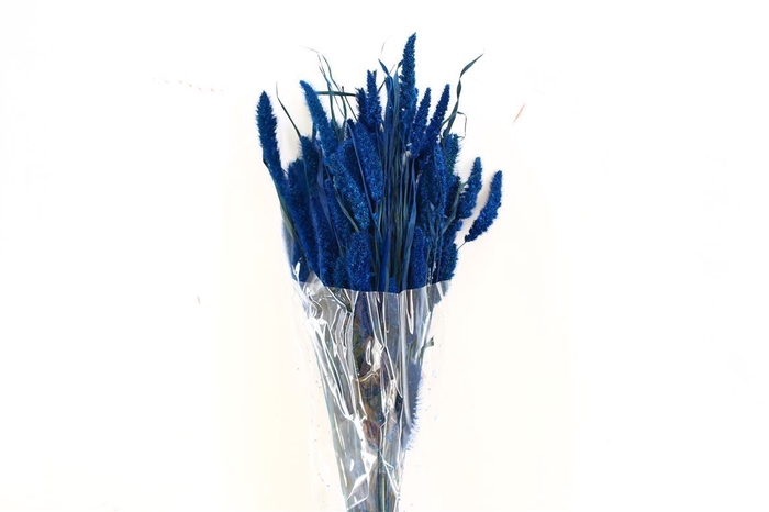 <h4>Dried Setaria Dark Blue Bunch</h4>