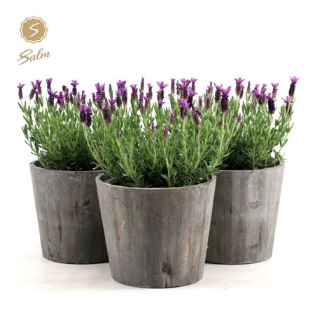 <h4>Lavandula st. 'Anouk'® Collection P19 in Wood</h4>