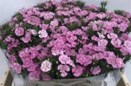 <h4># Dianthus Amazon Pink**clearout**</h4>