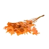Scarlet Oak leaf preserved SB burnt orange