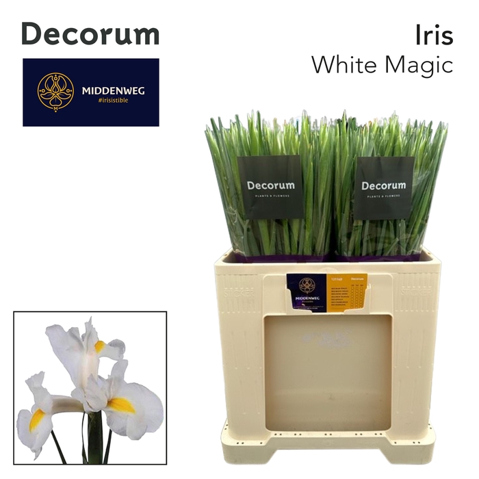 Iris White Magic