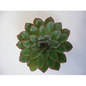 Echeveria Rondo Cutflower Wincx-14cm