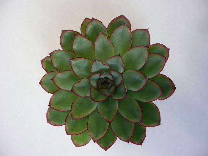 Echeveria Rondo Cutflower Wincx-14cm