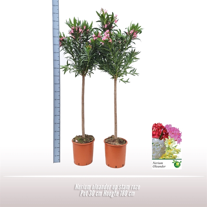 <h4>Nerium oleander op stam roze</h4>