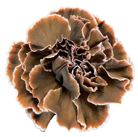 <h4>Dianthus st paint molly brown</h4>