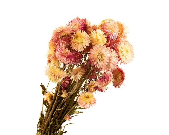 <h4>Helichrysum Pink</h4>