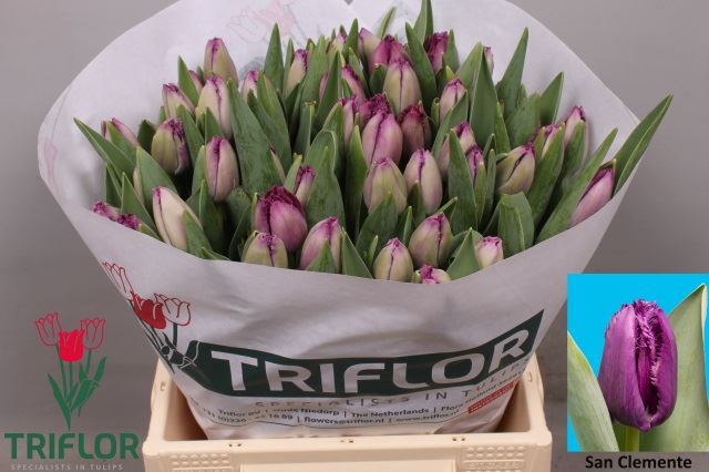 <h4>Tulipa (Fri. San Clemente</h4>